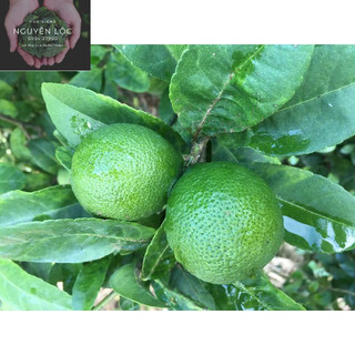 Cây giống chanh bông tím- Hoa kiểng Nguyễn Lộc- Cây giống chất lượng cao