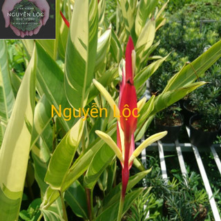Cây chuối mỏ két (chậu 1-2 thân)- Hoa kiểng Nguyễn Lộc- Cây giống chất lượng cao