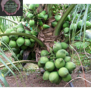 Cây giống dừa dứa- Hoa kiểng Nguyễn Lộc- Cây giống chất lượng cao