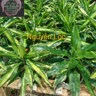 Cây phát tài lá sọc (thiết mộc lan)- Hoa kiểng Nguyễn Lộc- Cây giống chất lượng cao
