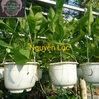 Cây chuỗi kim ngân lượng- Hoa kiểng Nguyễn Lộc- Cây giống chất lượng cao
