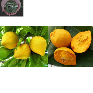 Cây giống lekima thái- Hoa kiểng Nguyễn Lộc- Cây giống chất lượng cao