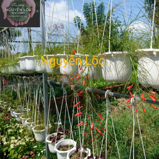 Cây hoa xác pháo (liễu tường)- Hoa kiểng Nguyễn Lộc- Cây giống chất lượng cao