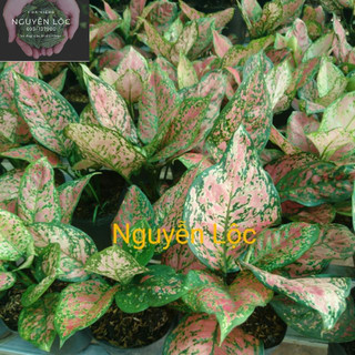 Cây vạn lộc- Hoa kiểng Nguyễn Lộc- Cây giống chất lượng cao