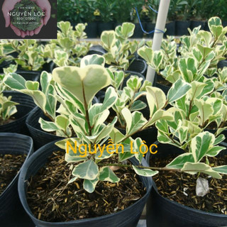 Cây giống bàng lá tim (bàng cẩm thạch)- Hoa kiểng Nguyễn Lộc- Cây giống chất lượng cao