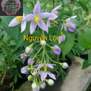 Dây tiêu nương- Hoa kiểng Nguyễn Lộc- Cây giống chất lượng cao