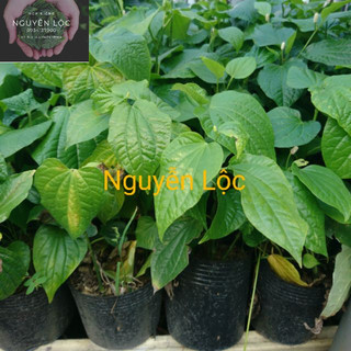 Cây lá lốt- Hoa kiểng Nguyễn Lộc- Cây giống chất lượng cao