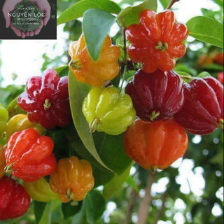 Cây giống cherry khía (cherry surinam)- Hoa kiểng Nguyễn Lộc- Cây giống chất lượng cao