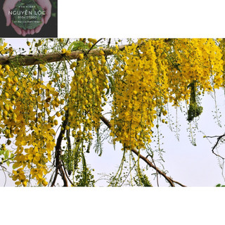 Cây giống hoa hoàng hậu/ muồng hoàng yến/ osaka- Hoa kiểng Nguyễn Lộc- Cây giống chất lượng cao