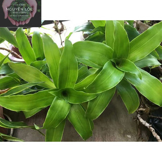 Cây lược vàng- Hoa kiểng Nguyễn Lộc- Cây giống chất lượng cao