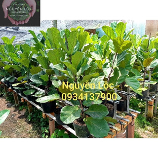 Cây bàng Singapore (1 thân)- Hoa kiểng Nguyễn Lộc- Cây giống chất lượng cao