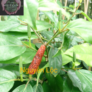 Cây tiêu lốt dùng làm muối tiêu, gia vị nấu ăn- Hoa kiểng Nguyễn Lộc- Cây giống chất lượng cao