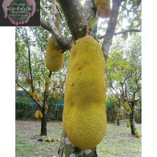 Cây giống mít thước Malaysia- Hoa kiểng Nguyễn Lộc- Cây giống chất lượng cao