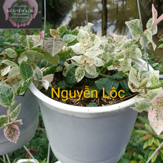 Cây thằn lằn cẩm thạch- Hoa kiểng Nguyễn Lộc- Cây giống chất lượng cao