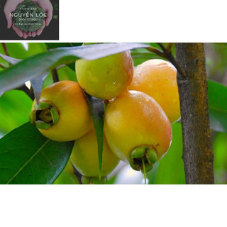 Cây lê/ mận lý/ mận hoa hồng- đặc sản miền tây- Hoa kiểng Nguyễn Lộc- Cây giống chất lượng cao