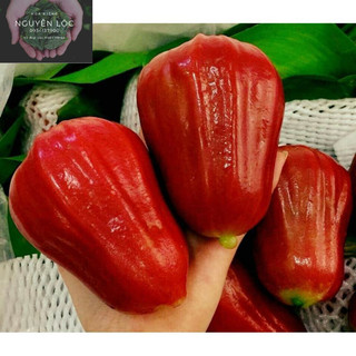 Cây giống mận An Phước- Hoa kiểng Nguyễn Lộc- Cây giống chất lượng cao