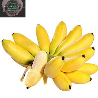 Cây giống chuối cau- Hoa kiểng Nguyễn Lộc- Cây giống chất lượng cao