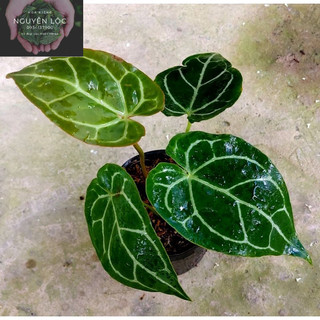 Anthurium crystal- Cây hồng môn pha lê (cây 3-4 lá)- Hoa kiểng Nguyễn Lộc- Cây giống chất lượng cao