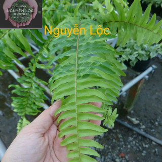 Cây dương xỉ cẩm thạch- Hoa kiểng Nguyễn Lộc- Cây giống chất lượng cao