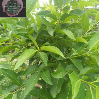 Cây vối nếp- Hoa kiểng Nguyễn Lộc- Cây giống chất lượng cao