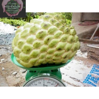 Cây giống na hoàng hậu/ na thái (cây ghép)- Hoa kiểng Nguyễn Lộc- Cây giống chất lượng cao