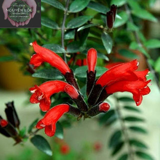 Cây hoa son môi- Hoa kiểng Nguyễn Lộc- Cây giống chất lượng cao