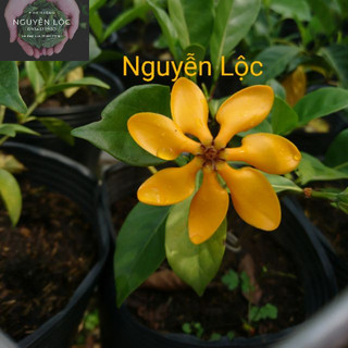 Cây hoa lài hoàng đế- Hoa kiểng Nguyễn Lộc- Cây giống chất lượng cao