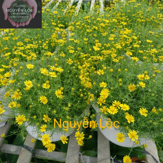 Cây hoa cúc sao băng- Hoa kiểng Nguyễn Lộc- Cây giống chất lượng cao