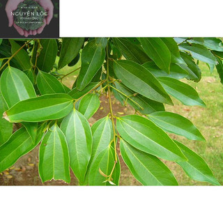 Cây quế chi (cây chiết cành)- Hoa kiểng Nguyễn Lộc- Cây giống chất lượng cao