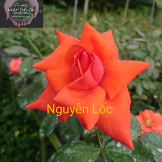 Cây hoa hồng ngoại cổ Tàu (cây chết nguyên bản)- Hoa kiểng Nguyễn Lộc- Cây giống chất lượng cao