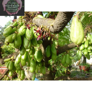 Cây giống khế tàu trái dùng làm mứt, phụ liệu - Hoa kiểng Nguyễn Lộc- Cây giống chất lượng cao