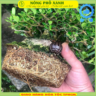 Đất Trồng Akadama Soil Mix Nhật Bản 3-5mm Trồng Bonsai Mini, Sen Đá, Xương Rồng Gói 3 lít