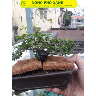 200gr phân tan chậm 14-13-13 kèm 10 giỏ đựng phân
