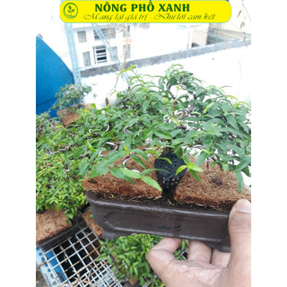 200gr phân tan chậm 14-13-13 kèm 10 giỏ đựng phân