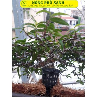 200gr phân tan chậm 14-13-13 kèm 10 giỏ đựng phân