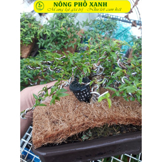 200gr phân tan chậm 14-13-13 kèm 10 giỏ đựng phân