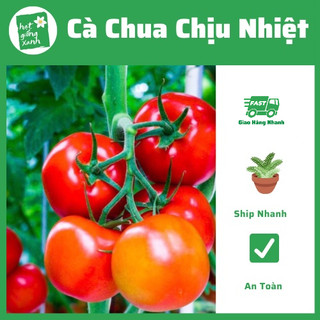 Hạt Giống Cà Chua Chịu Nhiệt Lai F1 (0.1gr)