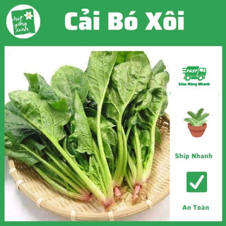 5 Túi hạt giống cải bó xôi F1 Rado