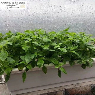 Hạt giống rau kinh giới- hạt giống tỉ lệ nảy mầm cao