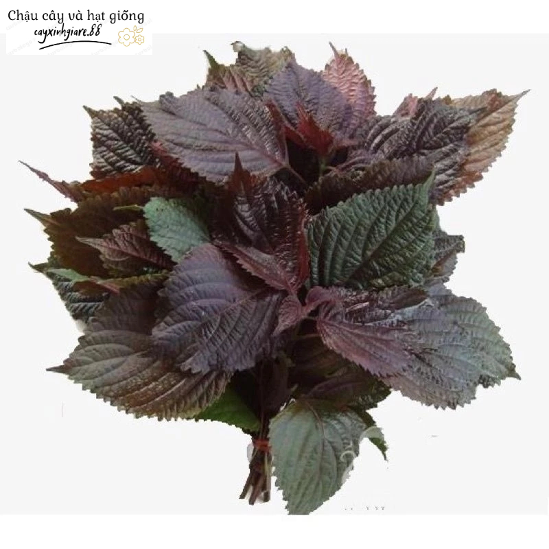 Hạt giống rau tía tô tím- hạt giống tỉ lệ nảy mầm cao