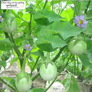Gói 2gram hạt giống cà pháo xanh cao sản