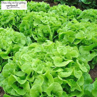 Hạt giống rau xà lách gói 5gr