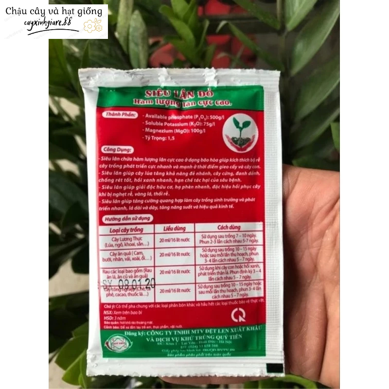 siêu lân đỏ, siêu ra rễ, siêu ra hoa