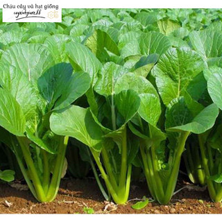 Hạt giống rau cải ngọt 10 gram khoảng 2000 hạt