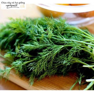 Hạt giống rau thì là tứ quý Tre Việt -
