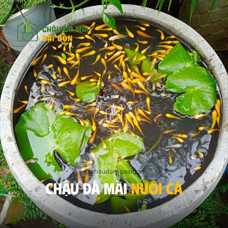 Chậu xi măng đá mài LU TRÒN | CHẬU TRỒNG SEN | CHẬU NUÔI CÁ