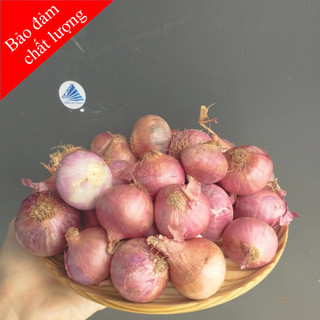Hành tím cô đơn, hành tím ấn độ