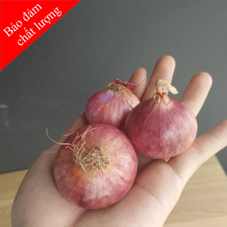 Hành tím cô đơn, hành tím ấn độ
