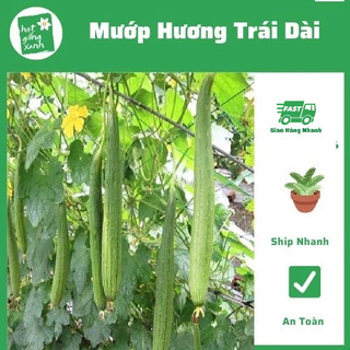 Hạt giống mướp hương trái dài F1 Rado 32- Dễ Trồng, Thơm, Ngọt(1 gram)
