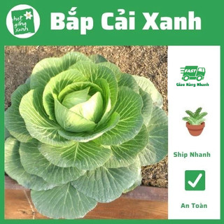 Hạt Giống Bắp Cải Xanh Rạng Đông (1g)